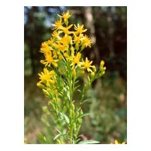 TSA SOLIDAGO VIRGAUREA 50 ML