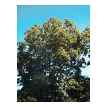 MSA FRAXINUS EXCELSIOR 50 ML