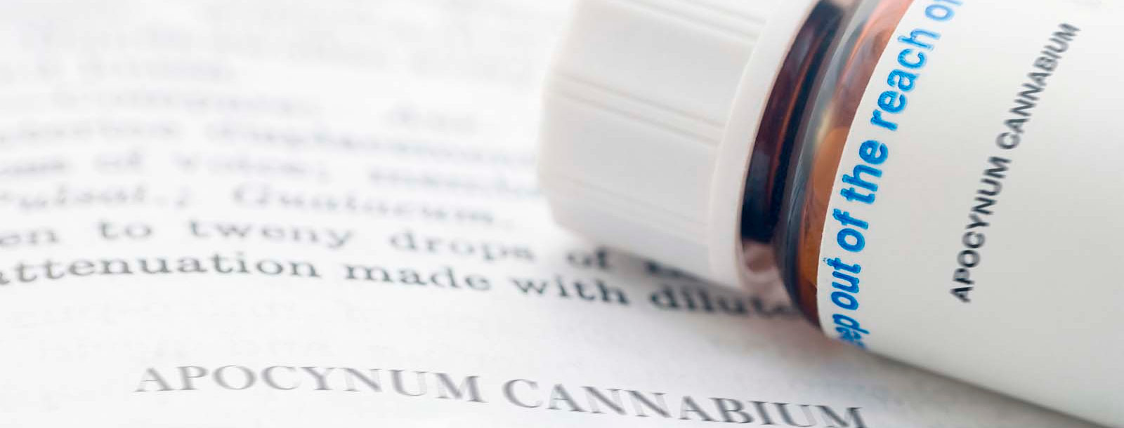 APOCYNUM CANNABIUM