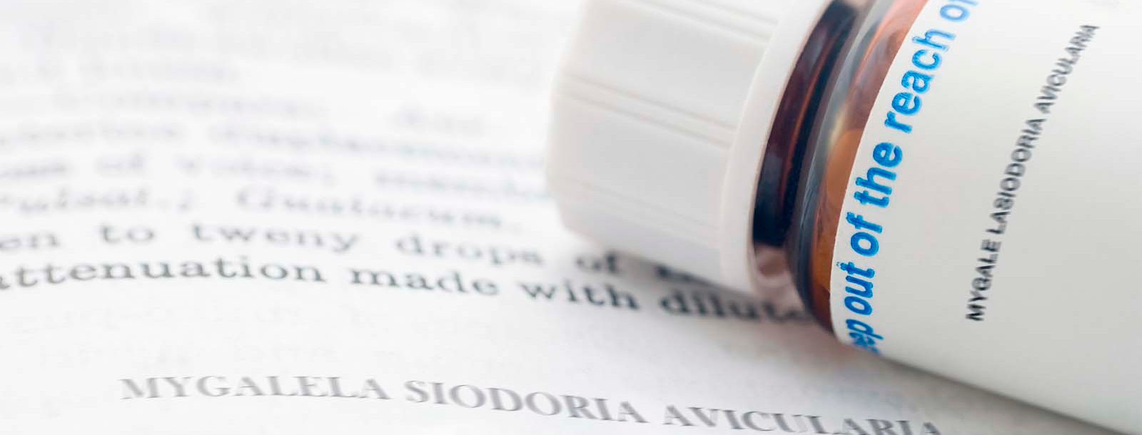 Mygale Lasiodoria Avicularia